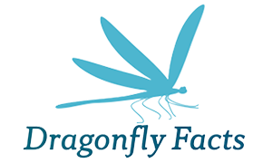 Dragonfly Facts