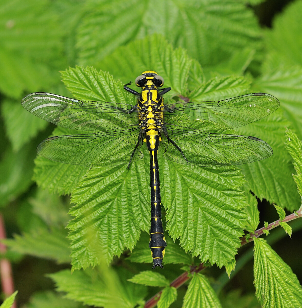 common clubtail gomphus vulgatissimus (2)