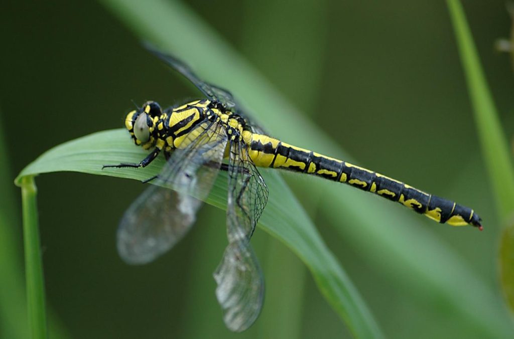 common clubtail gomphus vulgatissimus (4)