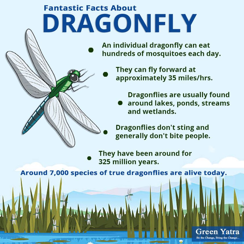 Dragonfly Facts - Dragonfly Facts