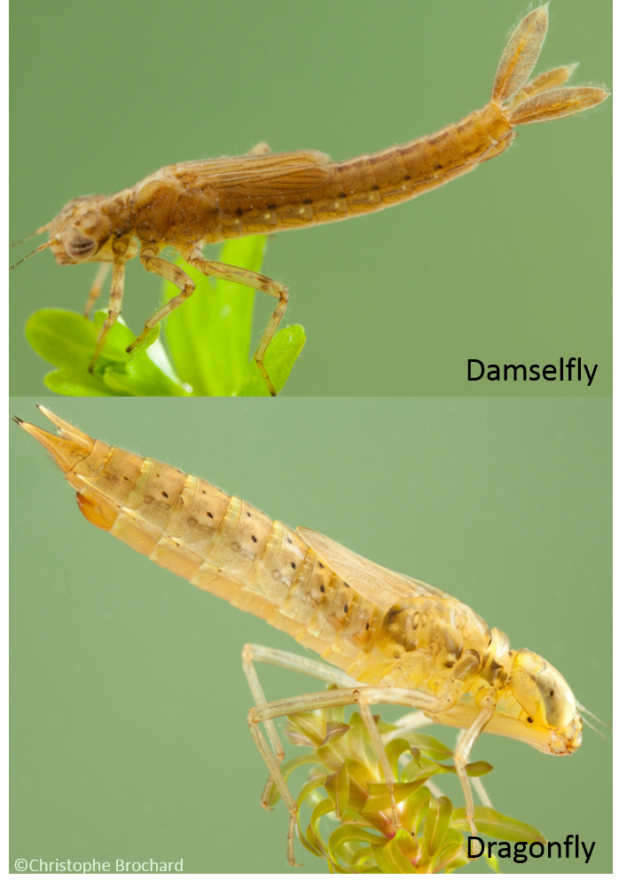 dragonfly larvae - Dragonfly Facts