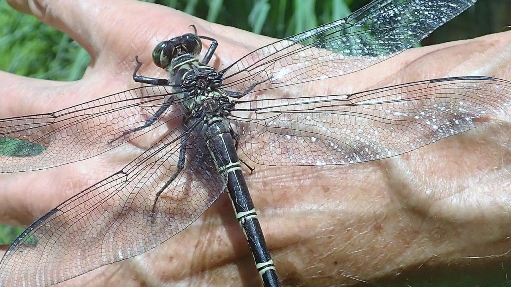 What is the largest dragonfly in the world? - Dragonfly Facts