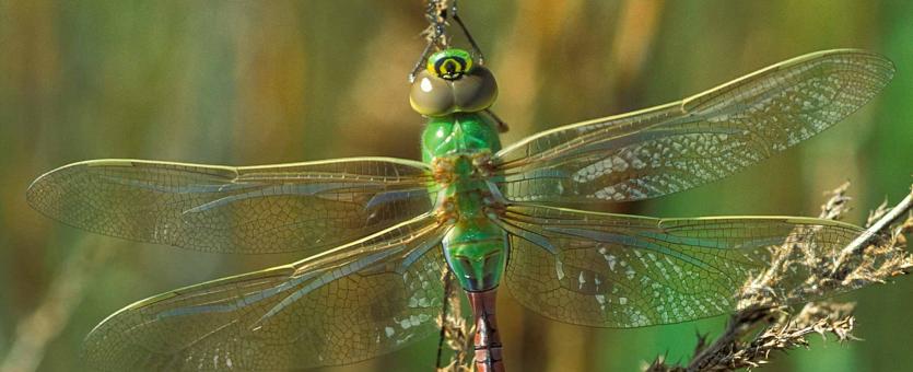 green darner dragonfly facts - Dragonfly Facts