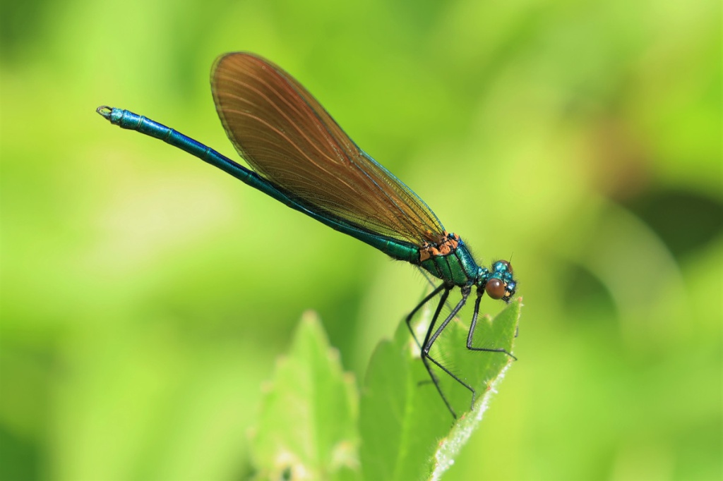 Beautiful demoiselle damselfly facts - Dragonfly Facts