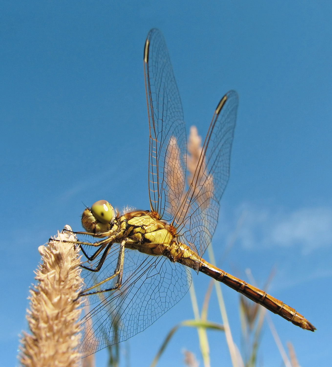 what are the different species of dragonflies, and how do their colors vary (8)